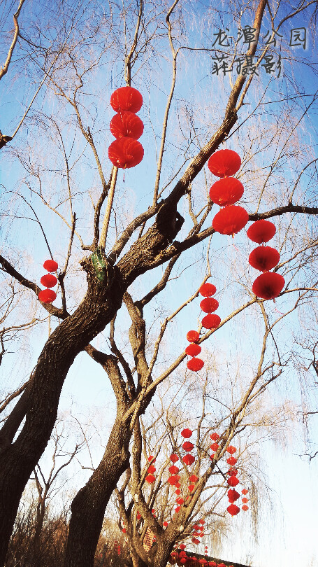 庙会准备起来了~萧索的枯枝上挂上红艳艳的灯笼~