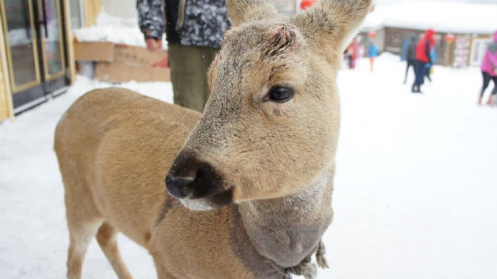 爸爸去那兒了，雪鄕