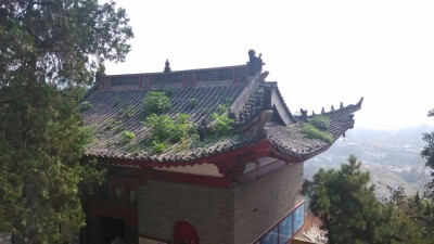 禅院/古典/风景/唯美/瓦片上生了一丛丛的植物，它们听着晨钟暮鼓，看着红尘百态。就那样安静的生长、生长，不比我们幸福么?