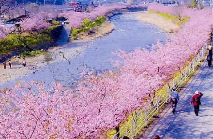  日本伊豆现在樱花也完全盛开了，正在举办『河津樱花祭』，这里日本人邀约亲朋好友、情人、公司同事一起去赏樱，在樱花树下喝酒、吃点心、唱歌、跳舞，迎接春天的到来，是最有特色的赏樱去处