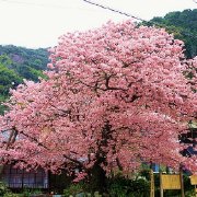  日本伊豆现在樱花也完全盛开了，正在举办『河津樱花祭』，这里日本人邀约亲朋好友、情人、公司同事一起去赏樱，在樱花树下喝酒、吃点心、唱歌、跳舞，迎接春天的到来，是最有特色的赏樱去处