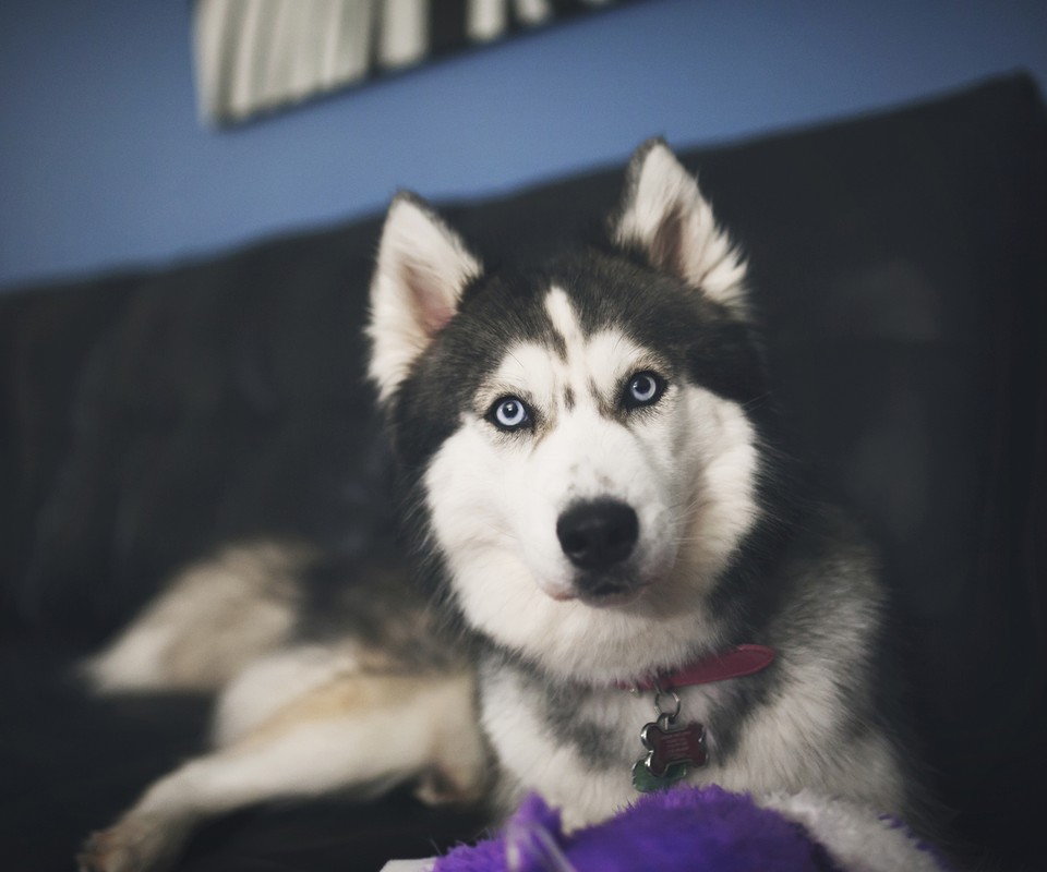 Huskies