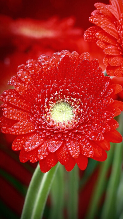 苹果6plus壁纸，艳丽