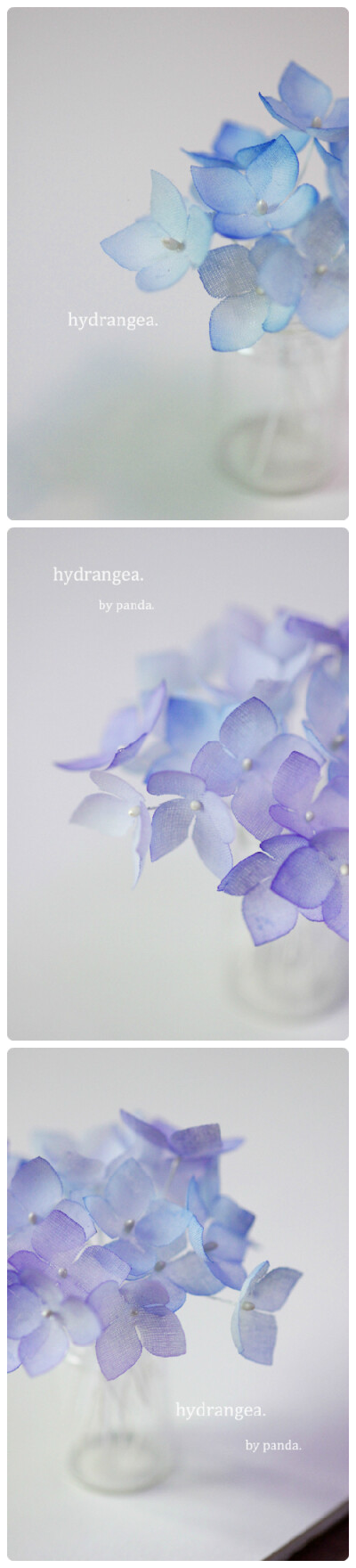 紫色控之植物篇：紫色花卉