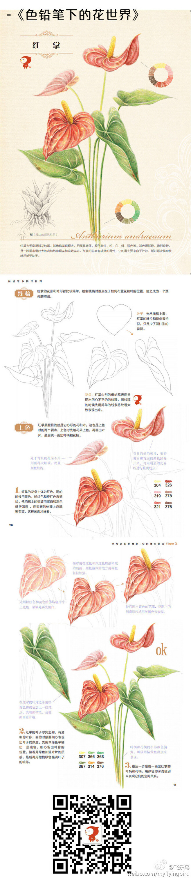 飞乐鸟——花之绘，红掌