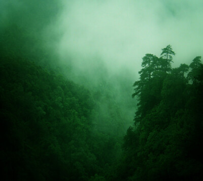 热带雨林