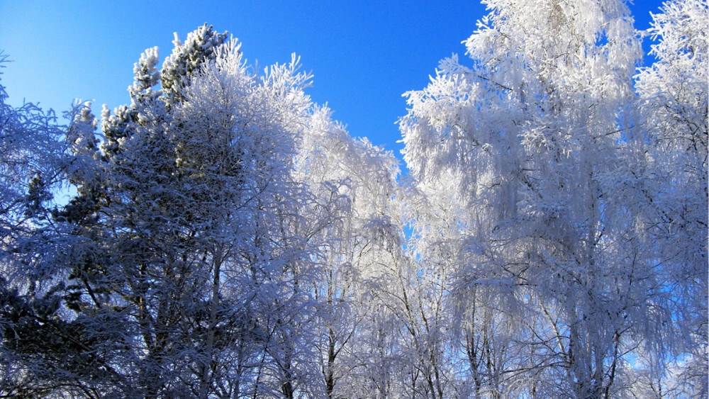 雪是一种能够令人产生多种情绪的东西，特别是在一场大雪后的森林中，大地被雪花装饰得像铺上白色的地毯一样的时候，漫天的白色让人仿佛置身于梦境。今日小编又来为大家送上一组冬季清新唯美雪景桌面壁纸，希望能让你每天开启电脑的时候心情愉快。