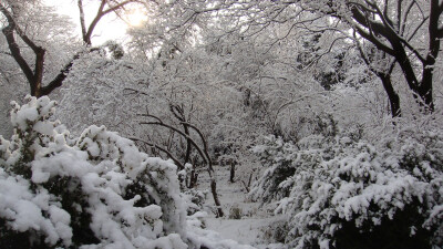 雪是一种能够令人产生多种情绪的东西，特别是在一场大雪后的森林中，大地被雪花装饰得像铺上白色的地毯一样的时候，漫天的白色让人仿佛置身于梦境。今日小编又来为大家送上一组冬季清新唯美雪景桌面壁纸，希望能让你…