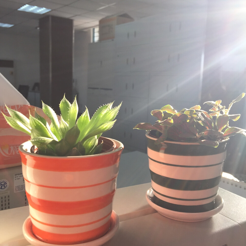 办公桌的小花儿们