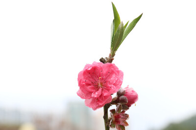 桃花一支春带雨