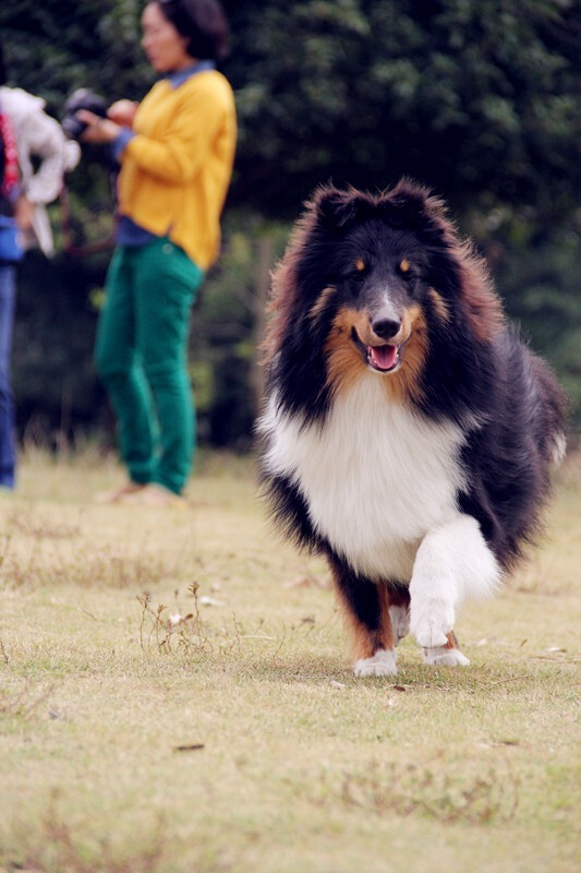 #狗狗##喜樂蒂牧羊犬#我家二茶