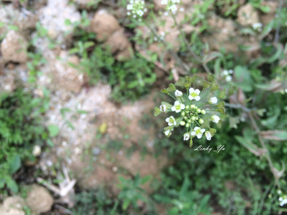 荠菜（学名：Capsella bursa-pastoris），又名护生草、地菜、小鸡草、地米菜、菱闸菜等，十字花科，荠菜属植物，一、二年生草本植物。地方上叫香荠，北方也叫白花菜、黑心菜，瑶家叫“禾杆菜″，河南、湖北等地区叫地菜，是一种人们喜爱的可食用野菜。起源于东欧和小亚细亚, 目前在世界各地都很常见。其拉丁种名来自拉丁语，意思是小盒子、“牧人的钱包”，是形容它的角果形状像牧人的钱包,英语名称就是“牧人的钱包”。荠菜的营养价值很高，食用方法多种多样，具有很高的药用价值，具有和脾、利水、止血、明目的功效，常用于治疗产后出血、痢疾、水肿、肠炎、胃溃疡、感冒发热、目赤肿疼等症。