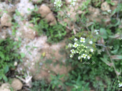 荠菜（学名：Capsella bursa-pastoris），又名护生草、地菜、小鸡草、地米菜、菱闸菜等，十字花科，荠菜属植物，一、二年生草本植物。地方上叫香荠，北方也叫白花菜、黑心菜，瑶家叫“禾杆菜″，河南、湖北等地区叫…