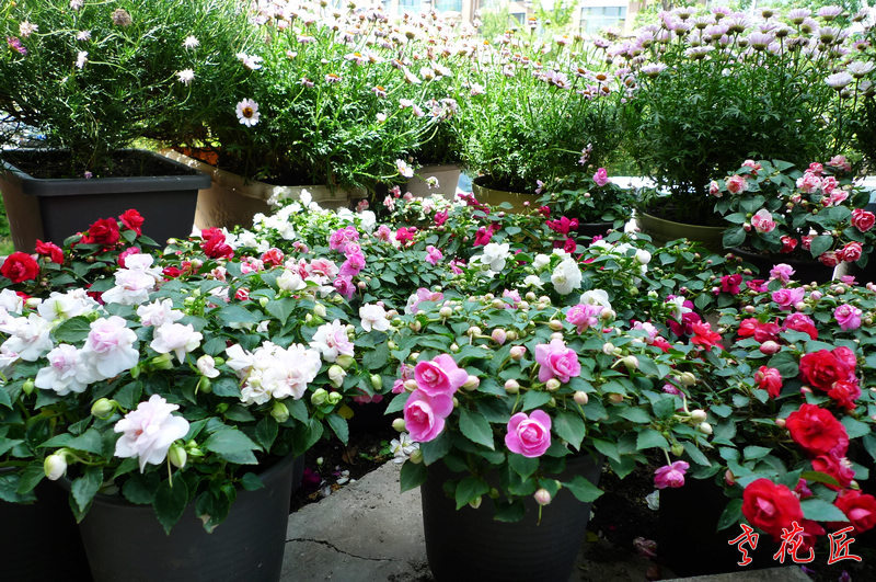 【重瓣非洲凤仙】（踏花/退休老花匠）