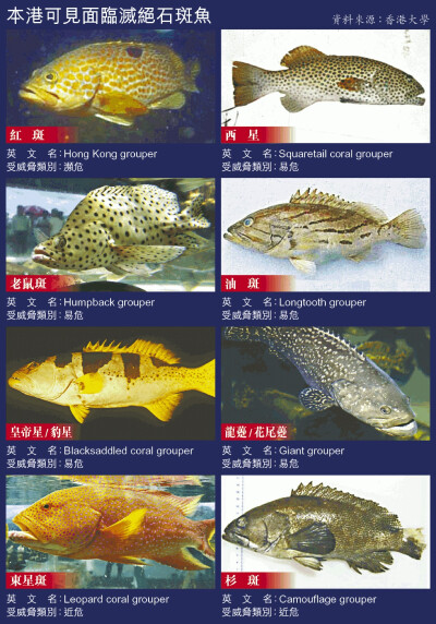 石斑魚的英語名稱 grouper 來自於葡萄牙語 garoupa 一詞，跟英語裡的 group （團體）無關。