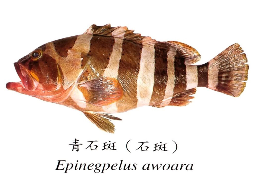 石斑魚的英語名稱 grouper 來自於葡萄牙語 garoupa 一詞，跟英語裡的 group （團體）無關。