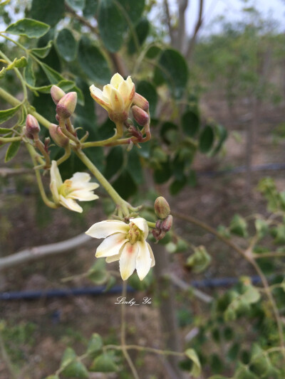 辣木 Moringa oleifera 辣木科 乔木高约10米；树皮软木质；小枝被短柔毛。根有辛辣味。蒴果细长，长20-50厘米，3爿裂。 原产印度，在广东有栽培。种子含油30％左右，油透明清晰，可作钟表润滑油。