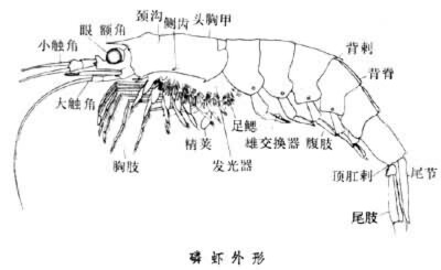 蝦的結構