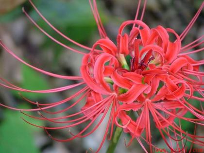 第二名： 彼岸花开，花开彼岸，花开无叶，叶生无花，想念相惜却不得相见，独自彼岸路 。