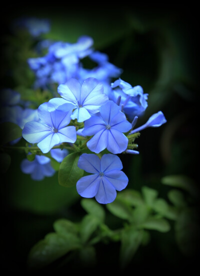 蓝雪花 花语：冷淡，忧郁