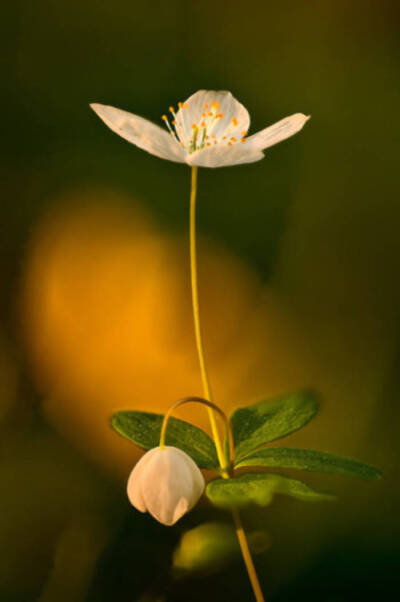 孤獨(dú)而倔強(qiáng)