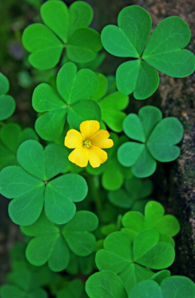 莫待花无空折枝……兔綰颜
