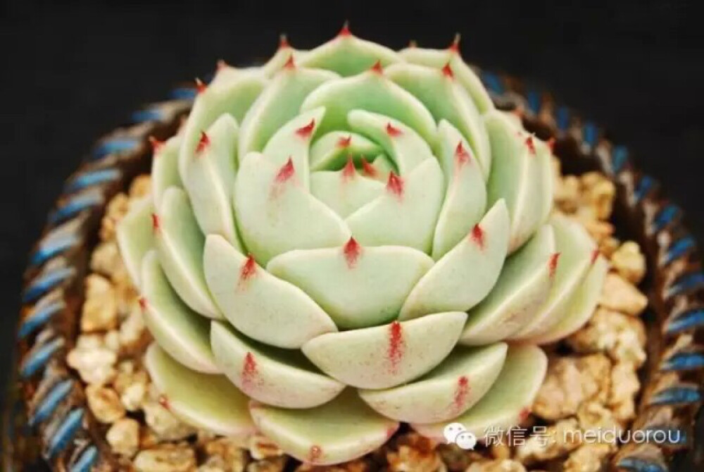 苯巴蒂斯 Echeveria 'Ben Badis'
笨巴可以说是更偏向其父本静夜的血统，但是母本大和锦的特征也很明显，当然价格也蛮对得起它的血统了。 大和锦x静夜=苯巴蒂斯