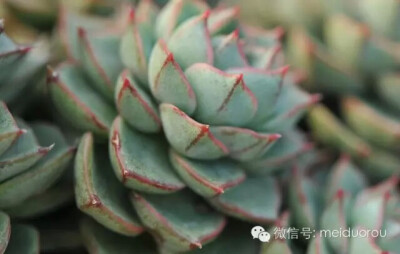 法比奥拉 Echeveria Fabiola 另一种大和锦同静夜的杂交多肉，特征更偏向于大和锦，同之前的苯巴蒂斯可以说是亲兄弟的关系了~ 大和锦x静夜=法比奥拉