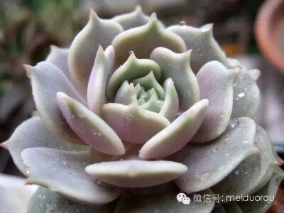 露娜莲 Echeveria lola 露娜莲更多是遗传了丽娜莲的特征，导致了很多人都傻傻分不清。 静夜x丽娜莲=露娜莲