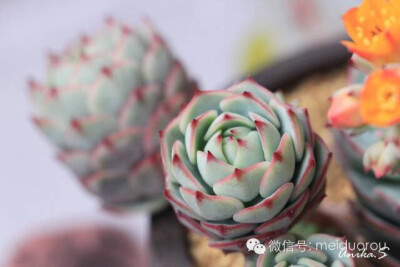 甘草船长 Echeveria derenbergii Captain Hay 又一个傻傻分不清楚的，甘草船长和静夜简直太像了！！！不过价格上的区分还是蛮明显的~ 静夜x蔓莲=甘草船长