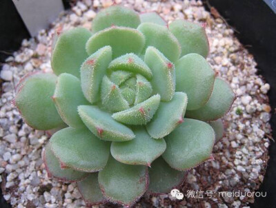 夜之星/毛莲 Echeveria 'Kircheriana' 长毛的静夜，怎么？有意见么！ 静夜X锦晃星=夜之星/毛莲