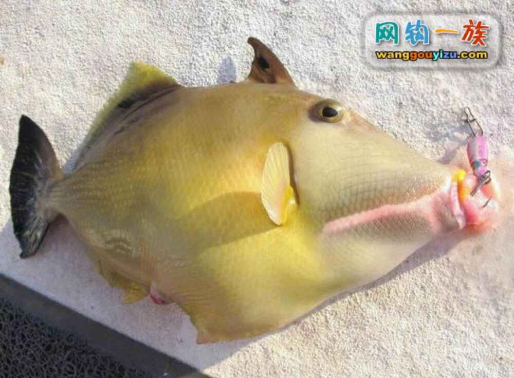 扒皮魚/馬面魚：形態(tài)特征 體較側(cè)扁，呈長橢圓形，與馬面相象，一般體長10～20厘米、體重400克左右。頭短，口小，牙門齒狀。眼小、位高、近背緣。鰓孔小，位于眼下方。鱗細(xì)小，絨毛狀。體呈藍(lán)灰色，無側(cè)線。第一背鰭有2個鰭棘，第一鰭棘粗大并有3行倒刺；腹鰭退化成一短棘附于腰帶骨末端不能活動，臀鰭形狀與第二背鰭相似，始于肛門后附近；尾柄長，尾鰭截形，鰭條墨綠色。第二背鰭、胸鰭和臀鰭均為綠色，故而得名。