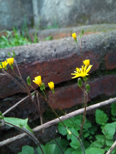 随手拍 野菊