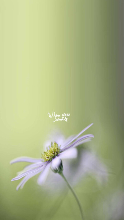 Apple6.iphone6,6plus高清壁纸，花蕊