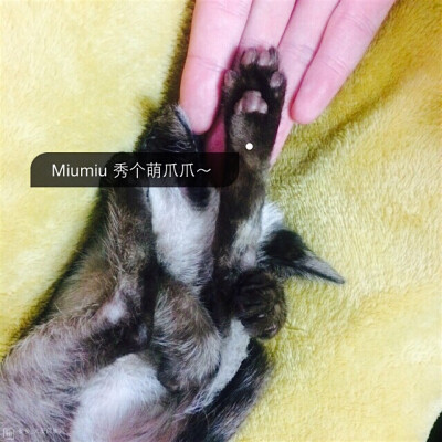 暹罗猫 名字Miumiu