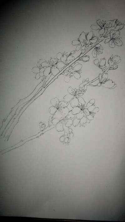 樱桃花，手绘