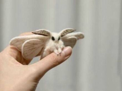 法国贵妇犬蛾（Poodle Moth）