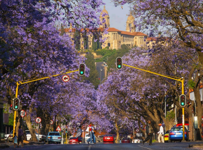 南非，蓝花楹之城，比勒陀利亚。