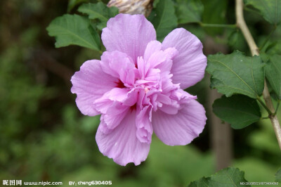 木槿花