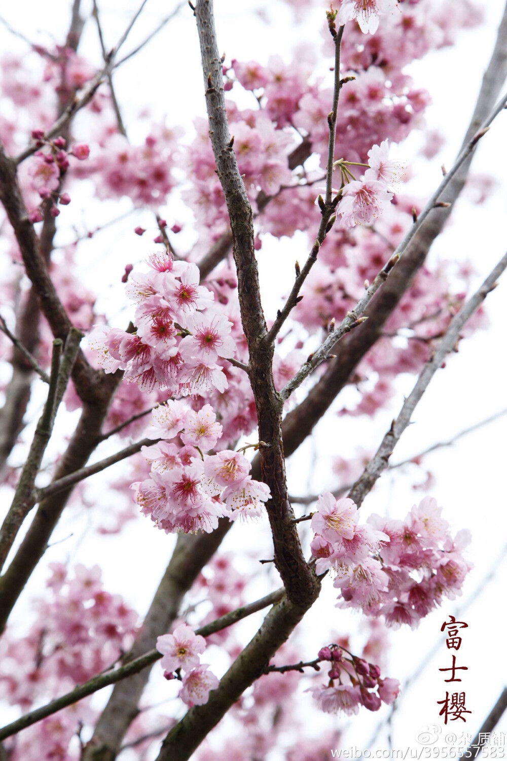 富士樱大家都觉得这个品种最美