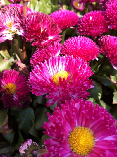 。大年初一。15.2.19