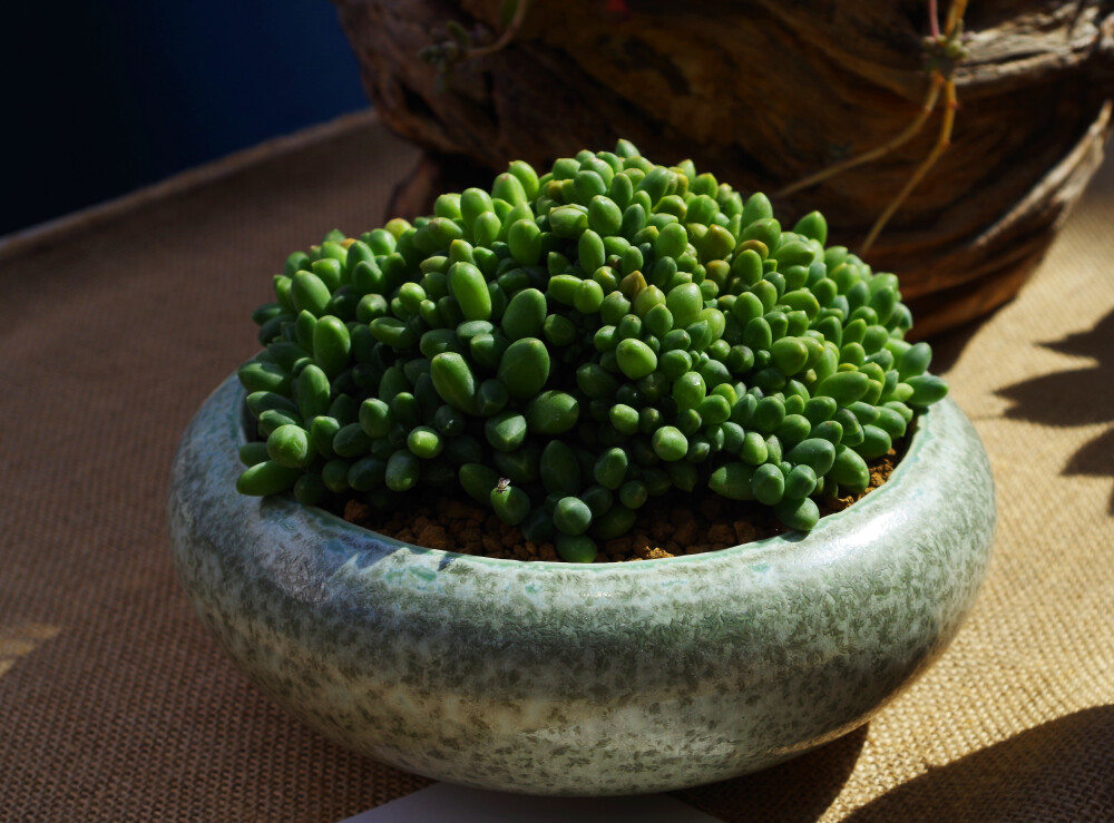 2014上海国际多肉植物展掠影 集成一堆儿的 千代田之松