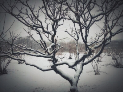 一场雪 未若柳絮因风起