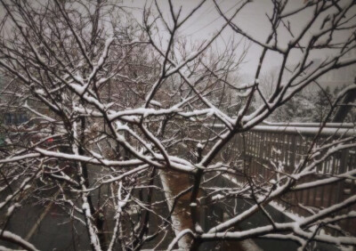 乙未年的第一场雪