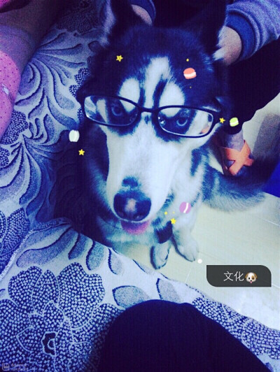 我是只有文化的哈士奇