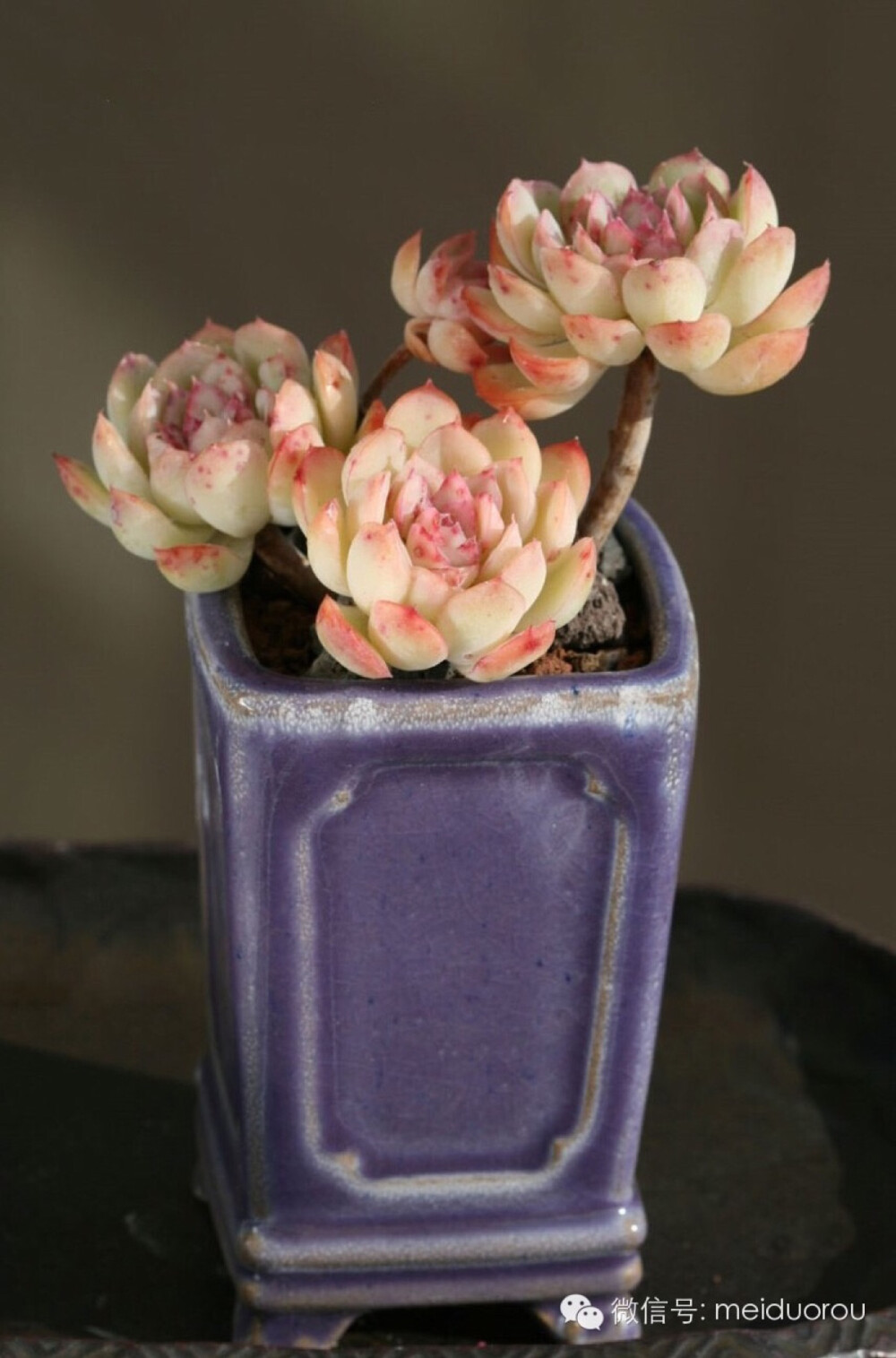 爱多肉❤，爱生活❤