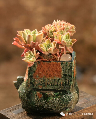 爱多肉❤，爱生活❤