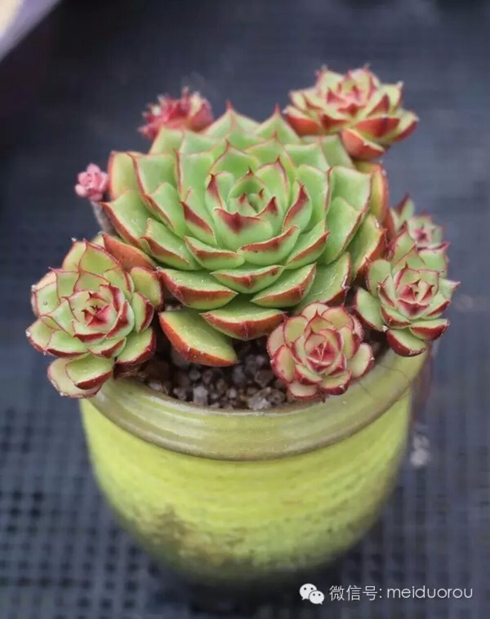 爱多肉❤，爱生活❤