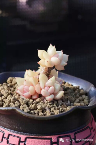 爱多肉❤，爱生活❤