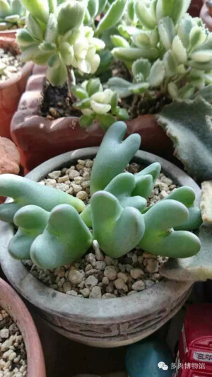 爱多肉❤，爱生活❤